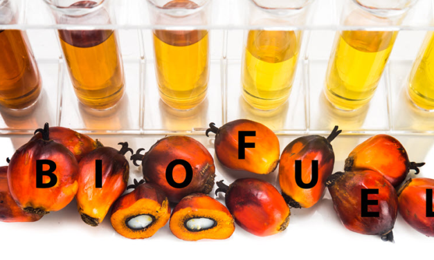 Iowa Biodiesel Production Plummeted 31% in 2025