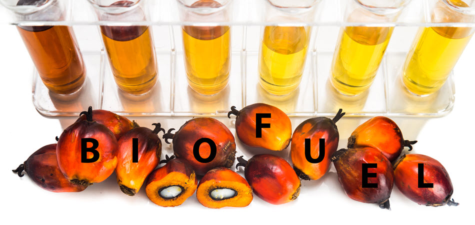 Iowa Biodiesel Production Plummeted 31% in 2025